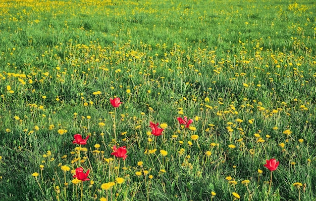 Hierba verde floreciente campo salvaje o campos recreativos de tierras de cultivo Paisaje verde natural plantas ecología y cuidado de la naturaleza Idea de fondo de pantalla fresco como fondo