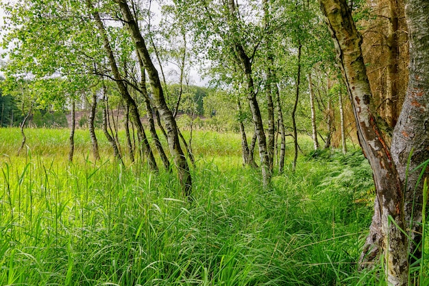 Hierba verde fresca y árboles pequeños en el valle