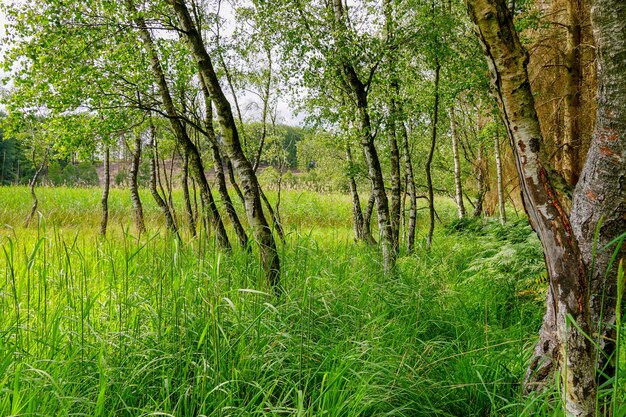 Hierba verde fresca y árboles pequeños en el valle