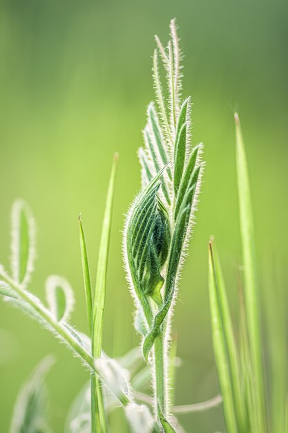 Hierba verde fresca en un prado