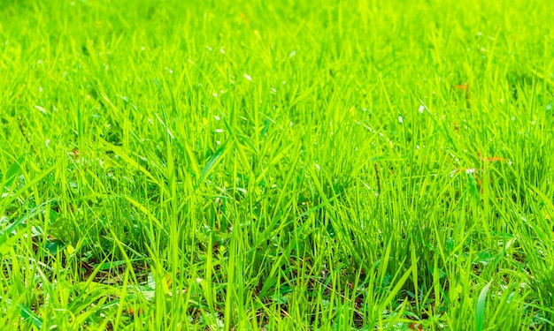 hierba verde fresca de primavera