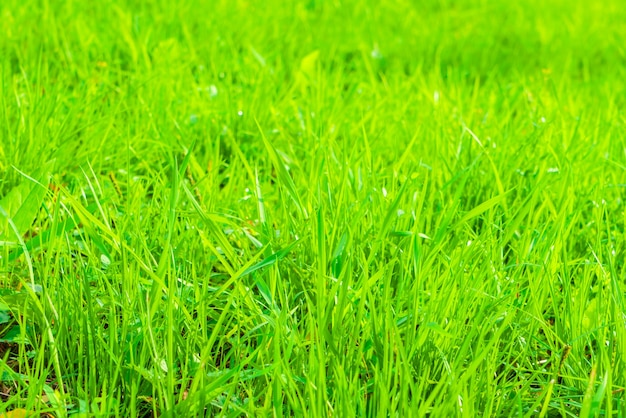 Foto gratuita hierba verde fresca de primavera