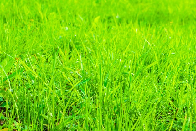 hierba verde fresca de primavera