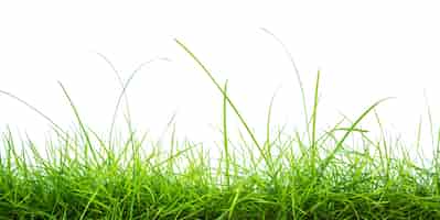 Foto gratuita hierba verde fresca sobre fondo blanco