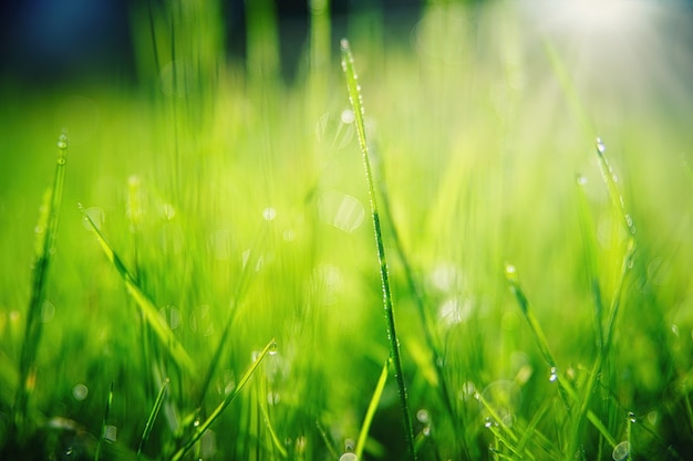 Hierba verde con gotas de agua closeup