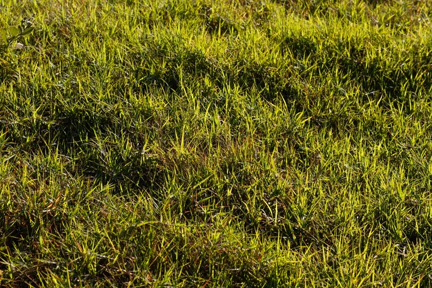 Hierba verde laicos plana