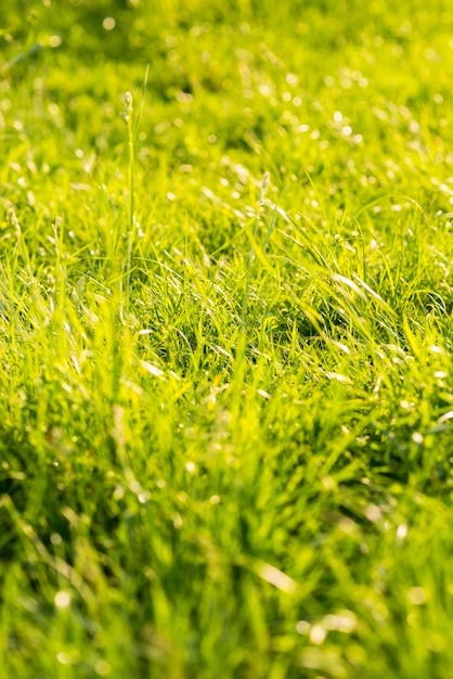 Foto gratuita hierba verde larga en verano