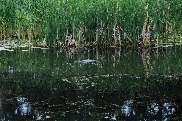 Hierba verde que crece cerca del lago