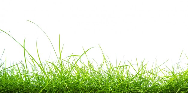Hierba verde sobre fondo blanco
