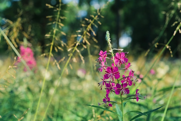 Hierbas de bosque floreciente willowherb fireweed primer plano La idea del fondo natural del ecosistema de bosque libre cuidado de la naturaleza problemas de ecología del cambio climático