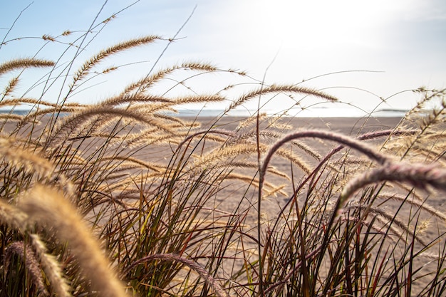 Foto gratuita hierbas de campo en la zona de la estepa en la luz del sol de cerca. naturaleza de verano.