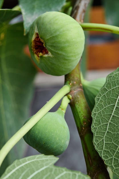 Higo verde fresco maduro en árbol.