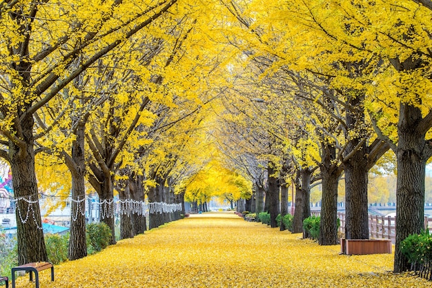 Hilera de árboles de ginkgo amarillo en Asan, Corea