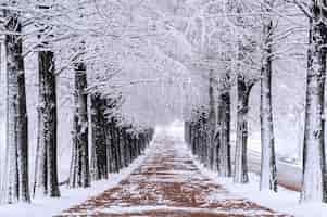 Foto gratuita hilera de árboles en invierno con nieve que cae