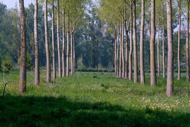 Hilera de árboles con pastos verdes en el suelo