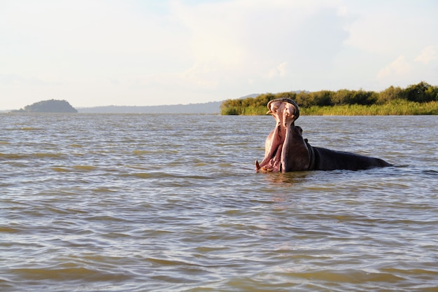 Hipopótamo con la boca abierta en el lago Tana rodeado de vegetación en Etiopía