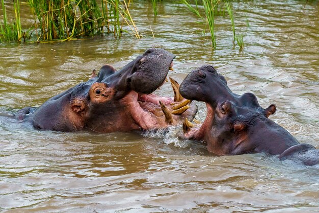 Hipopótamos jugando entre sí en el agua durante el día.