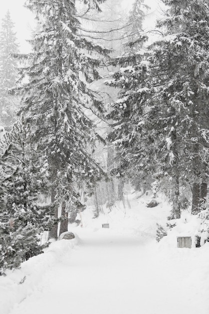 Hoarfrosted bosques de hoja perenne