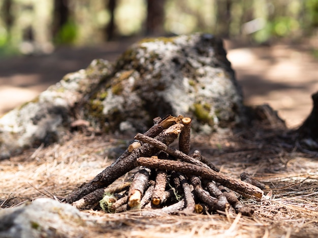 Hoguera apagada en el bosque