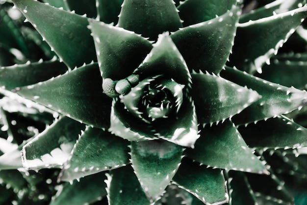 Foto gratuita hoja abstracta de la planta verde del cactus