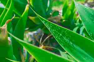 Foto gratuita hoja de agave con gotas de agua en el parque de cierre de hojas después de la idea de lluvia para el fondo borroso