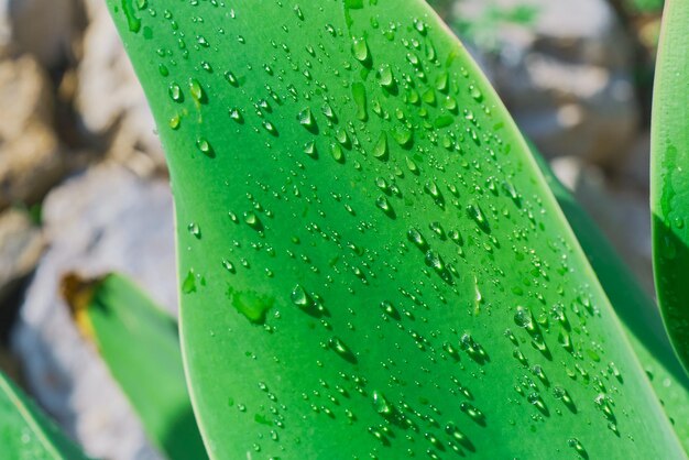 Hoja de agave con gotas de agua en el parque de cierre de hojas después de la idea de lluvia para el fondo