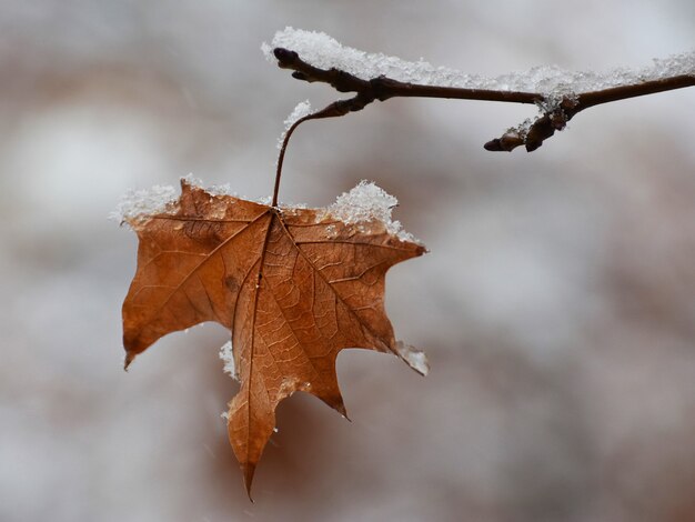 Hoja amarilla seca en la rama de un árbol cubierto de nieve