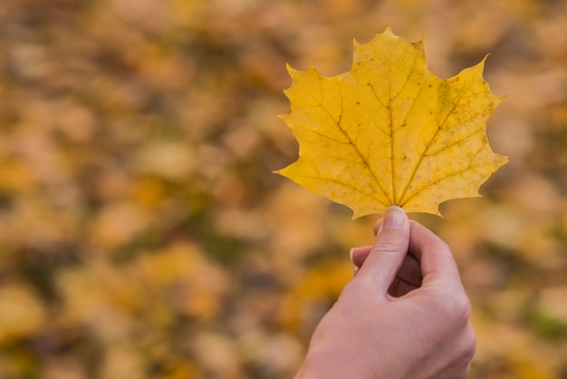 Hoja de arce en una mano. La mano de la mujer está sosteniendo la hoja de arce amarilla en un fondo amarillo soleado del otoño. Concepto de otoño soleado.