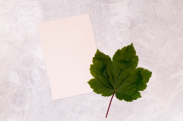 Hoja de arce con papel blanco en blanco.