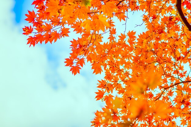 Hoja de arce roja en la temporada de otoño