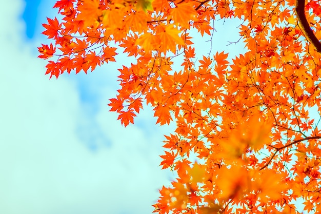 Hoja de arce roja en la temporada de otoño