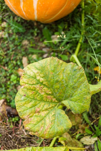 Hoja de calabaza