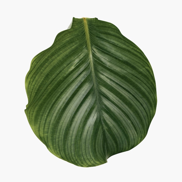 Foto gratuita hoja de calathea de planta de interior