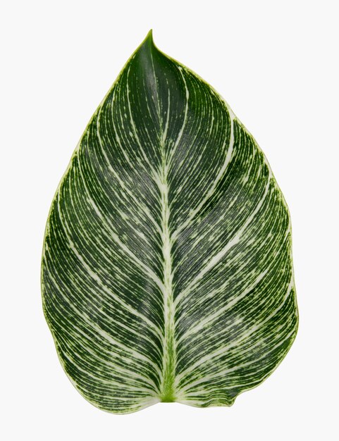 Hoja de Calathea de planta de interior