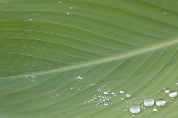 Hoja de cerca con gotas de agua