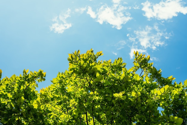 Hoja y cielo de fondo