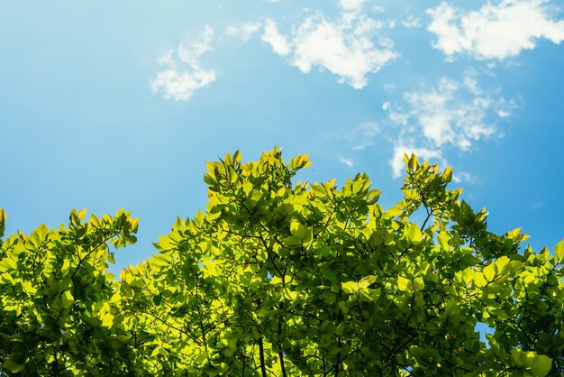 Hoja y cielo de fondo