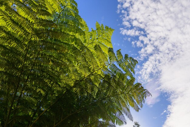 Hoja y cielo de fondo