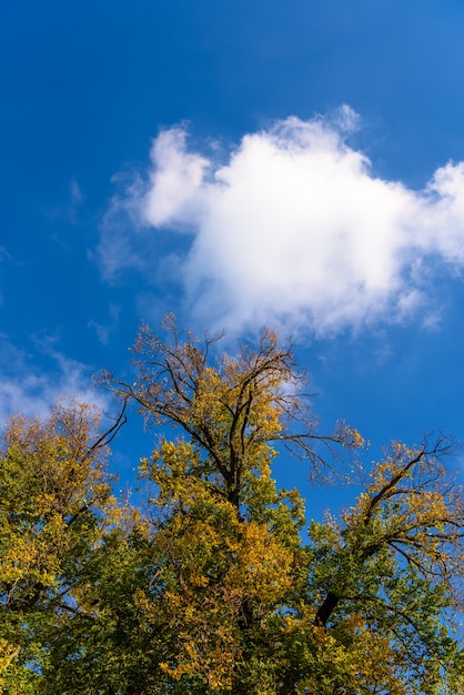 Hoja y cielo de fondo