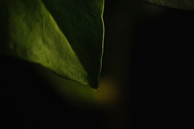 Hoja de cultivo sobre fondo oscuro