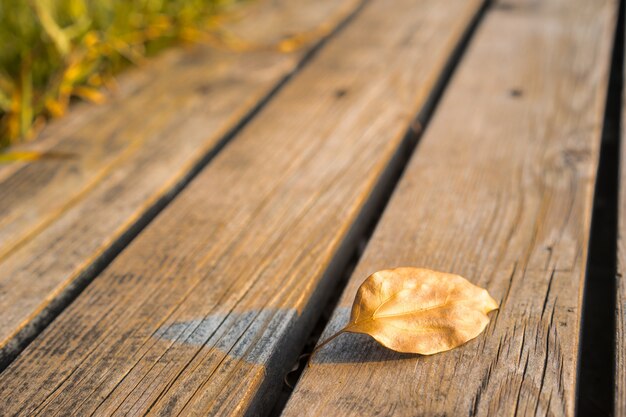 Hoja encima de tablas de madera