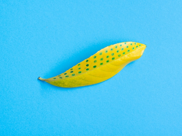 Hoja de ficus dotty aislado sobre fondo azul