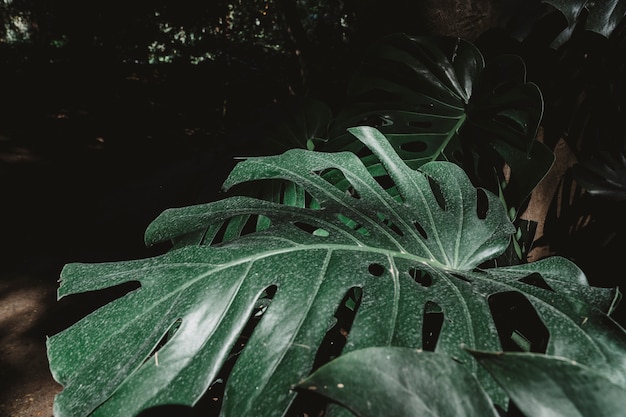 Hoja gigante en bosque