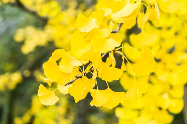 hoja de ginkgo