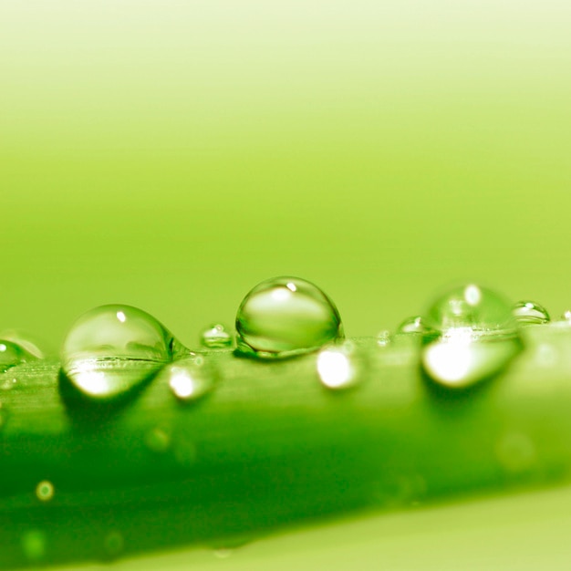 Hoja con gotas de agua