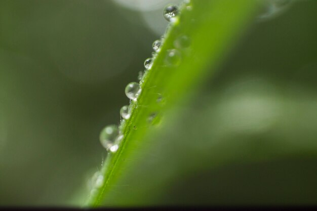 Hoja con gotas de lluvia y fondo borroso