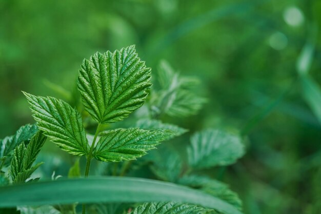 Hoja de grosella silvestre joven en la maleza del bosque fondo natural verde o tiempo de primavera de banner en Karelia Primer enfoque selectivo