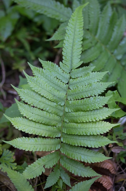 Hoja de helecho en el bosque