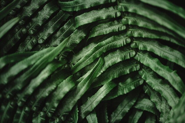 Hoja de helecho en macro shot fondo de naturaleza