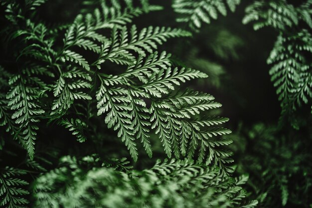 Hoja de helecho en primer plano fondo de naturaleza